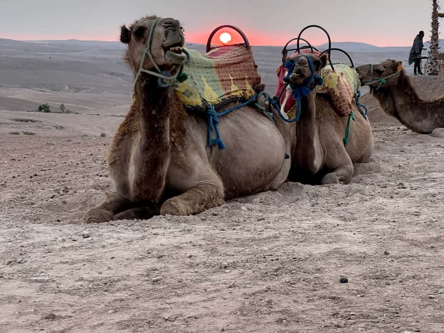 From Marrakech: Agafay Desert Sunset, Quad Biking, & Dinner - How much value do you get for $45?