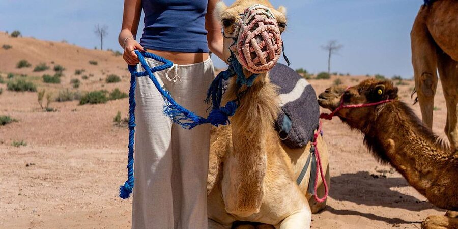 From Marrakech: Agafay Sunset Camel Tour with Dinner & Show - Guides, language, and the human side of the tour