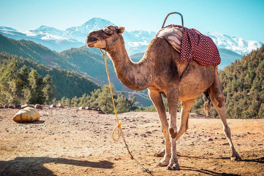 From Marrakech: Atlas Mountains Full-Day Hiking Trip w Lunch - What the $26 price really buys