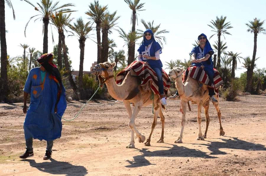 From Marrakech: Camel ride in the oasis palmeraie Grove - Should you book it?