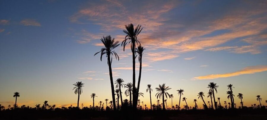 From Marrakech: Camel ride in the oasis palmeraie Grove - Timing, sunset, and how to avoid a rushed visit