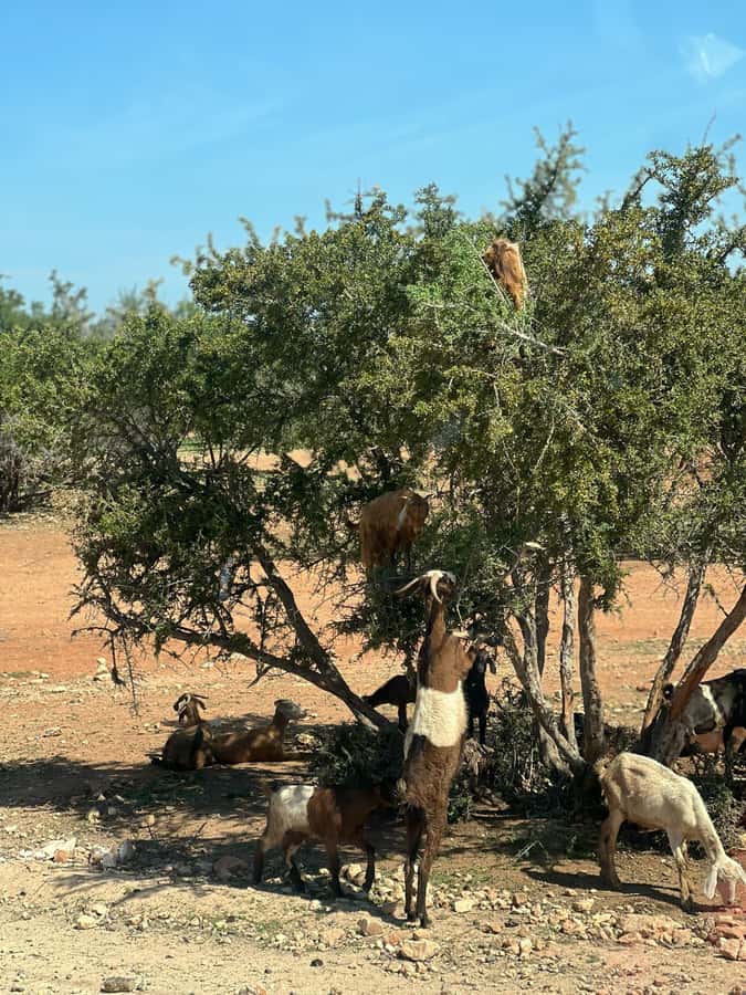From Marrakech: Day Trip to Essaouira with Transfers - Chichaoua: a practical first break