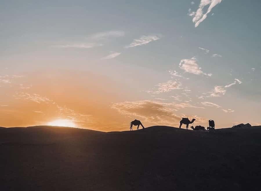 From Marrakech: Dinner show in Agafay Desert & Sunset Quad - A short camel ride at sunset