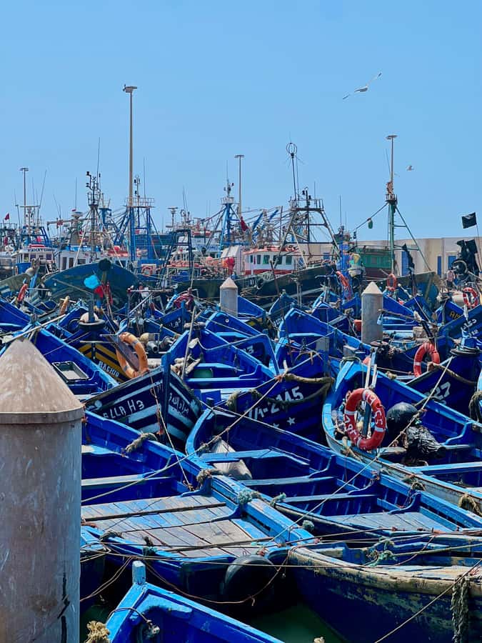 From Marrakech: Essaouira Coastal City Day Trip - The harbor, fish market, and Atlantic air