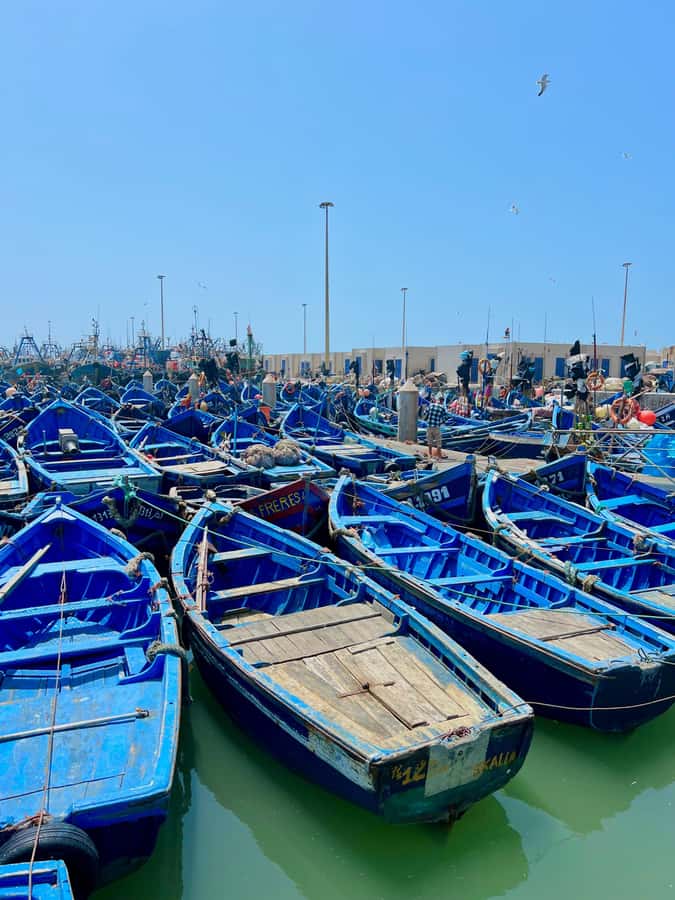 From Marrakech: Essaouira Coastal City Day Trip - Who should book this Essaouira day trip