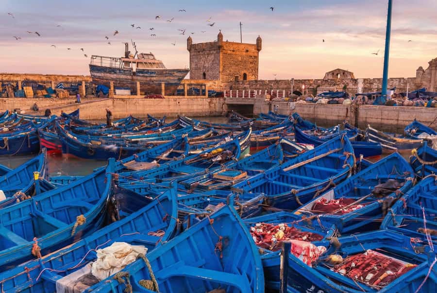 From Marrakech: Essaouira Coastal Escape with Lunch - The women-run argan oil cooperative