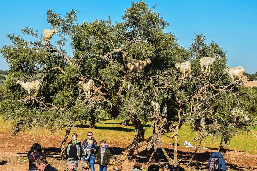 From Marrakech: Essaouira Day Tour with Optional Activities - Coffee, rest stops, and the three-hour road journey