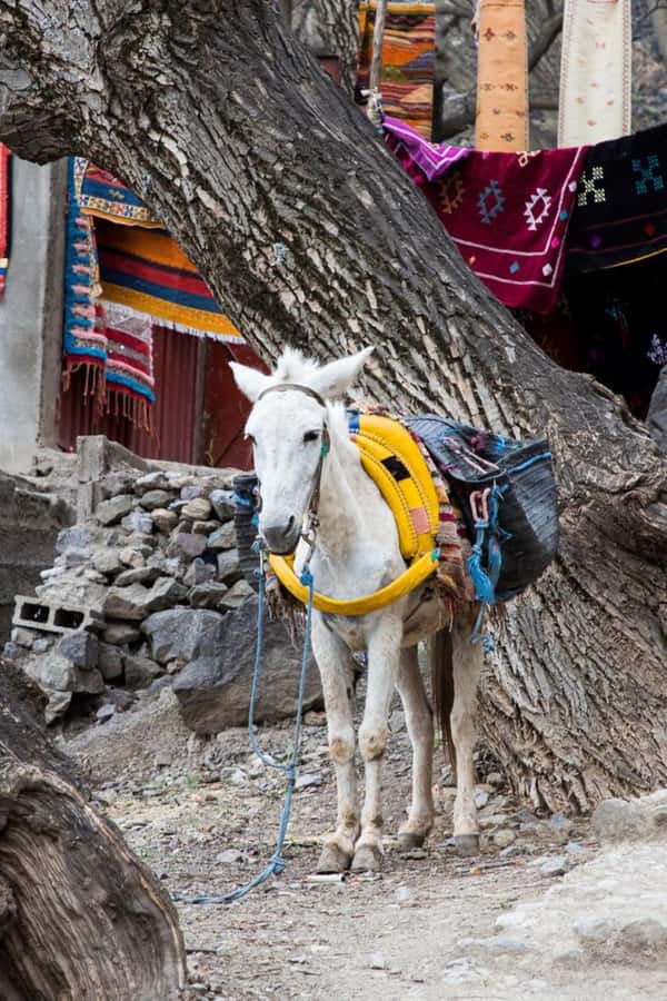 From Marrakech: Full-Day in the Atlas Mountains with Lunch - Who will enjoy this tour most