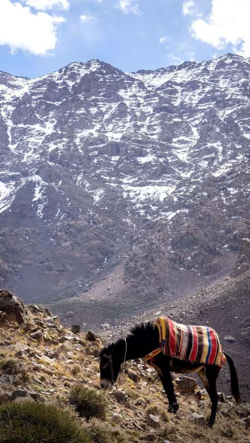 From Marrakech: Full-Day in the Atlas Mountains with Lunch - Lunch in a Berber family home