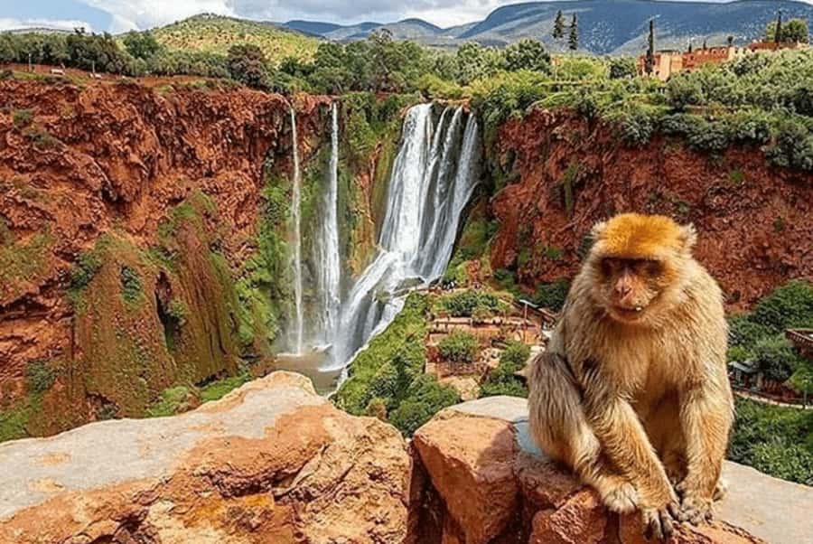 From Marrakech: Ouzoud Waterfall Local guide & Boat Ride - Who should book this day trip?