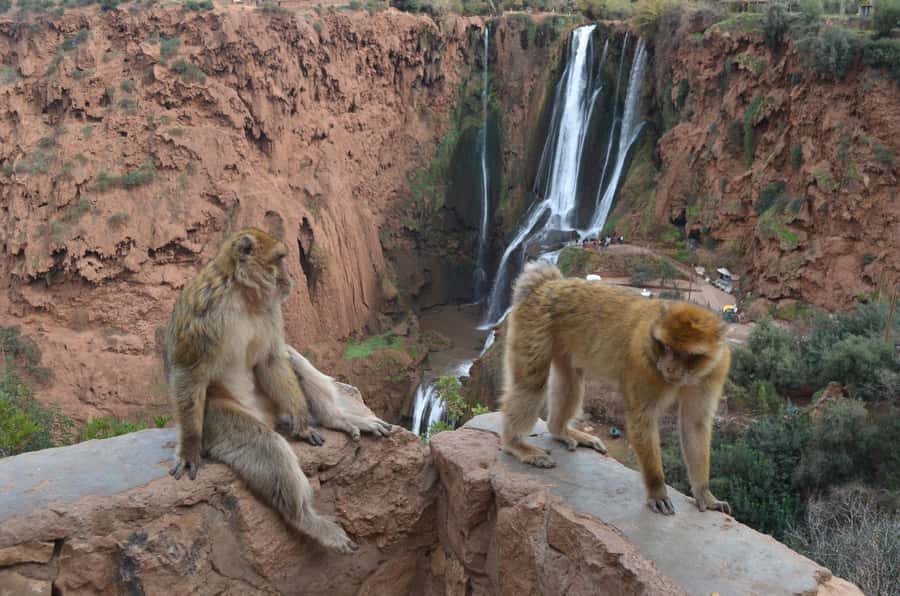 From Marrakech: Ouzoud Waterfalls Guided Hike and Boat Tour - Berber homes, argan oil, and local context
