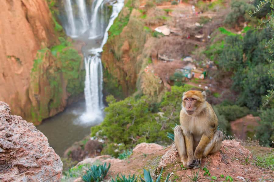 From Marrakech: Ouzoud Waterfalls Guided Tour and Boat Ride - Why Ouzoud Falls makes a worthwhile day trip