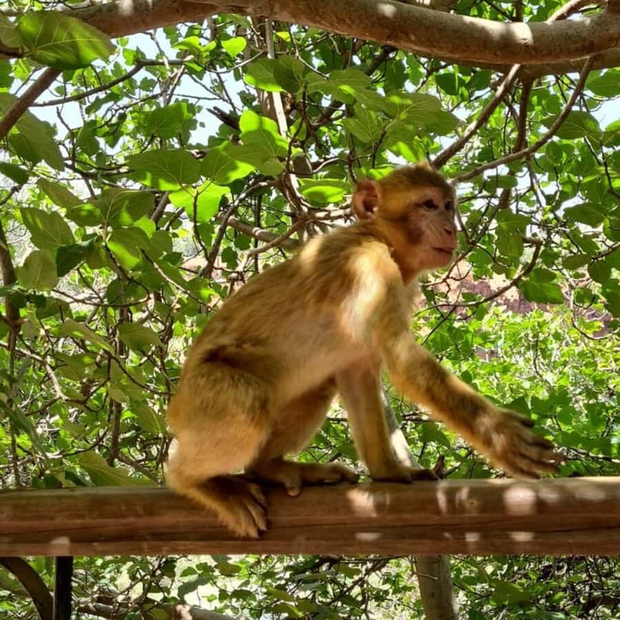 From Marrakech: Ouzoud Waterfalls Guided Tour and Boat Ride - Monkeys, birds, and the olive trees