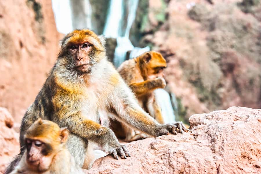 From Marrakech: Ouzoud Waterfalls Guided Tour & Boat Ride - The guides make the difference