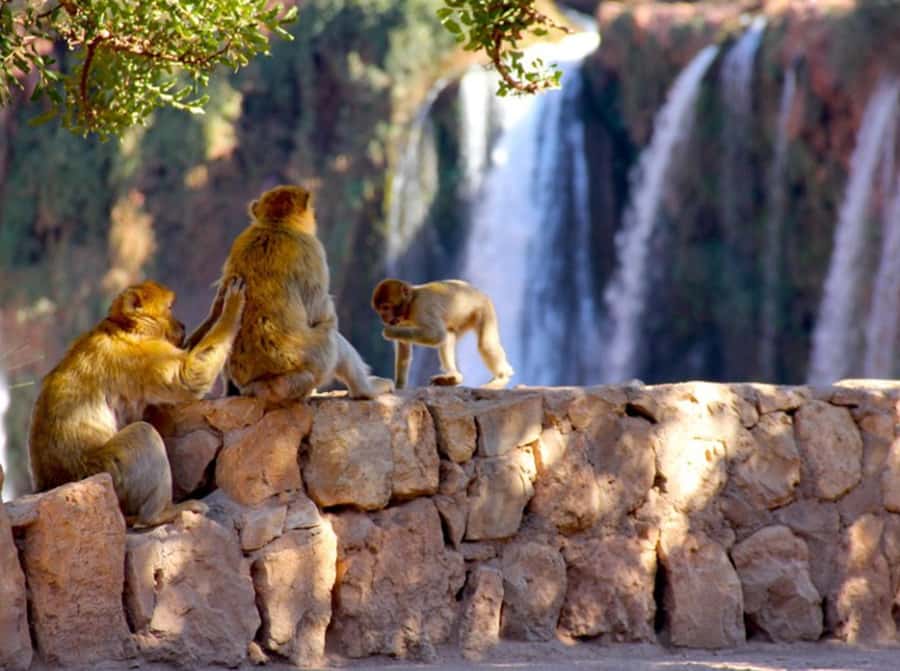 From Marrakech: Private Ouzoud Falls & Boat Ride Day Trip - Arriving at Ouzoud and meeting the local guide