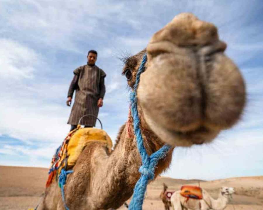 From Marrakech: Sunset Camel Ride in the Agafay Desert - Should you book the Agafay sunset camel ride?