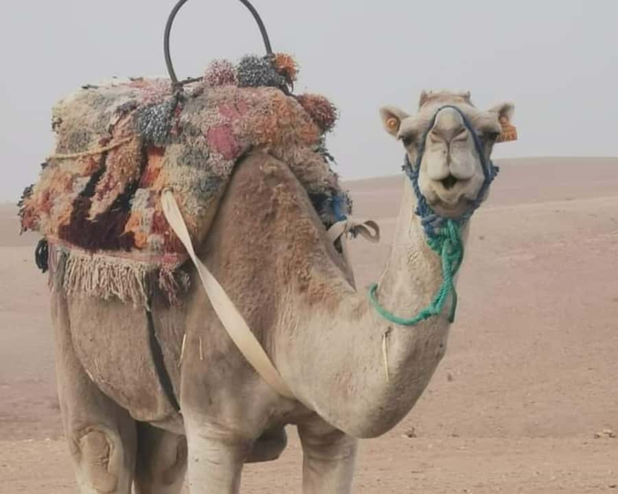 From Marrakech: Sunset Camel Ride in the Agafay Desert - Is $45 a fair price?