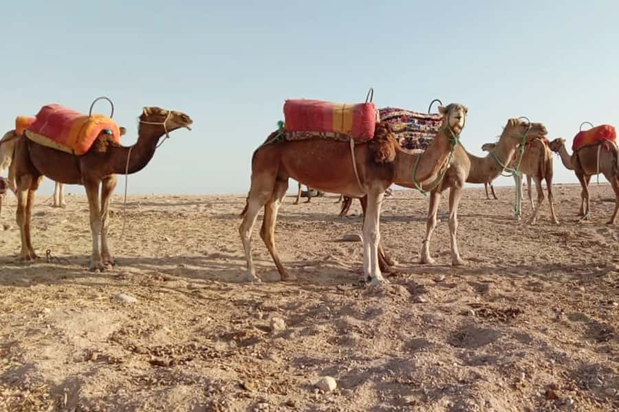 From Marrakech: Sunset Camel Ride in the Agafay Desert - What the one-hour camel ride is really like