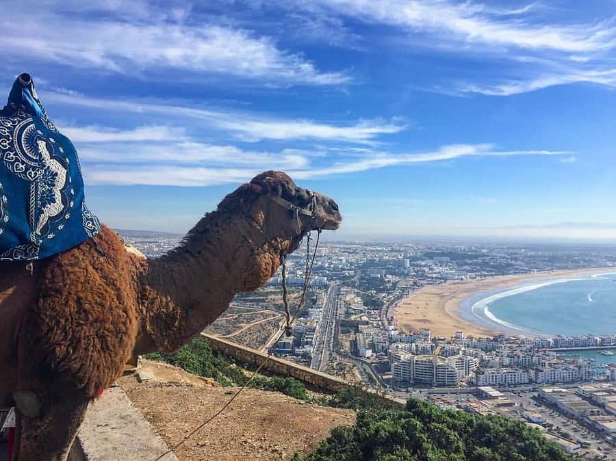 From Marrakech to Agadir Private Day Trip with Lunch - Who should book this day trip?