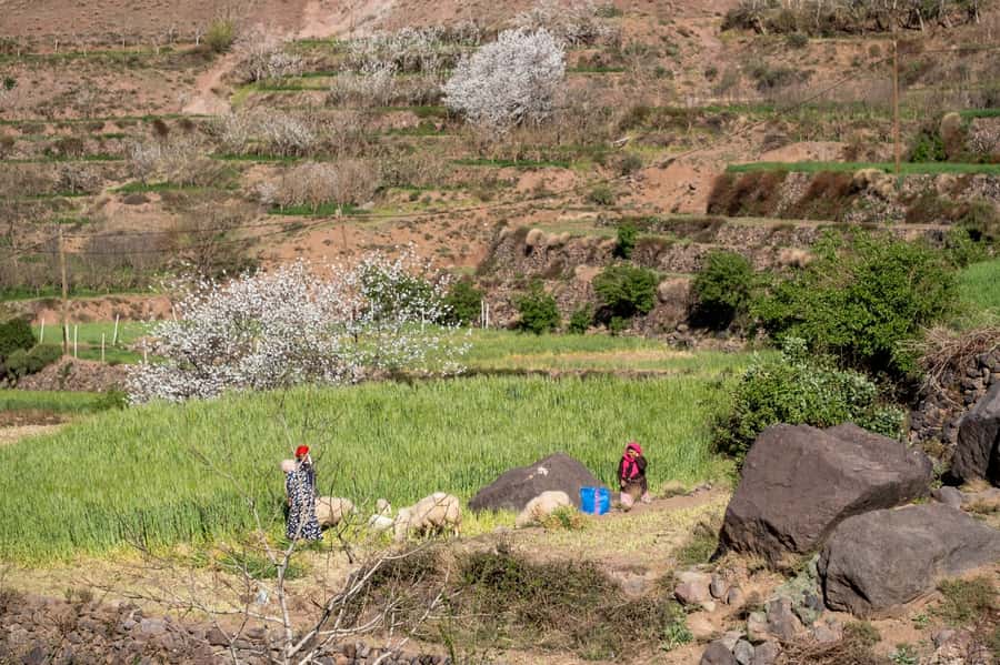 From Marrakesh: Atlas Mountains Talamrout Summit Day Hike - The view from Adrar Talamrout