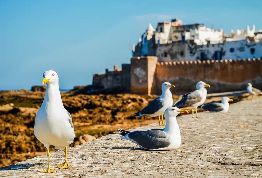 From Marrakesh: Essaouira Full-Day Trip - Who should book this Essaouira trip?