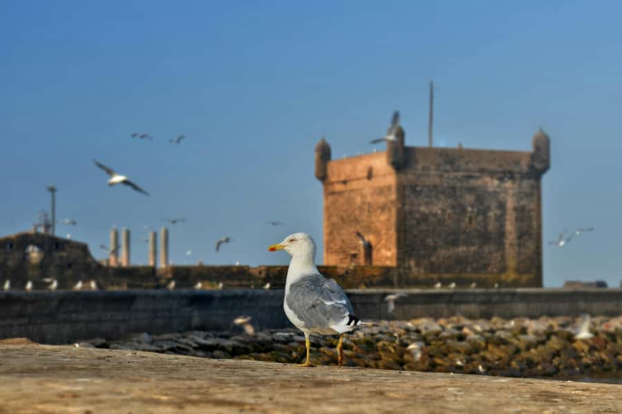 From Marrakesh: Small Group To Essaouira With Opt Activities - Food, Shopping, and How to Use the Free Time