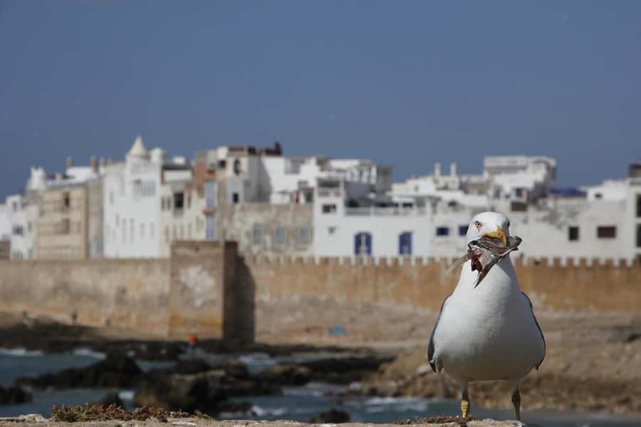 From Marrakesh: Small Group To Essaouira With Opt Activities - Should You Book It?