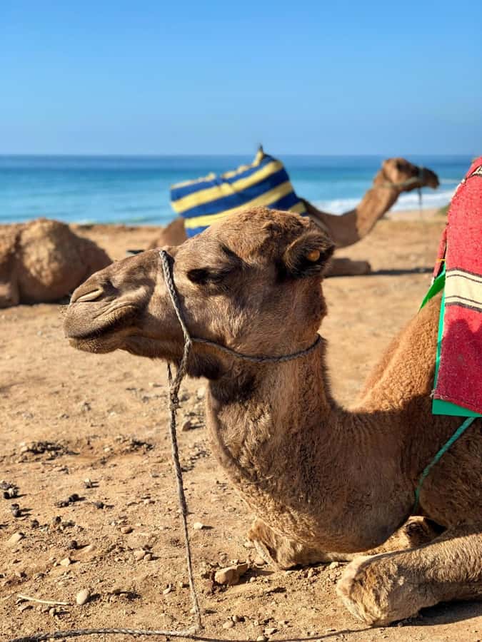 From Tangier: Asilah Tour with Tea Tasting & Camel Ride - Achakkar Beach and the camel ride