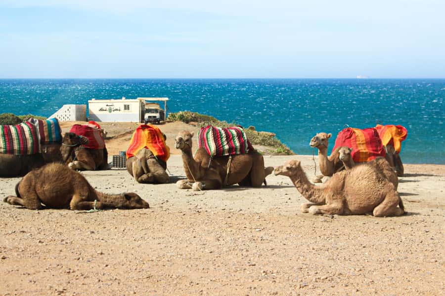 From Tangier: Full-Day Tangier, Asilah, & Cape Spartel Tour - The vehicle, group size, and guide quality