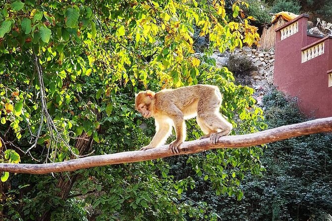 Half Day Tour From Marrakech to the Atlas Mountains & Ourika Valley - Guides make the difference
