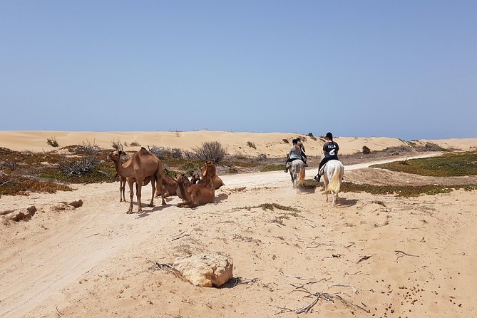 Horse Ride on the Beach in Essaouira - From Essaouira’s medina to the stables
