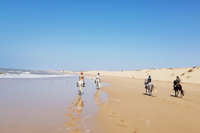 Horse Ride on the Beach in Essaouira - Forest paths with goats, camels, and donkeys