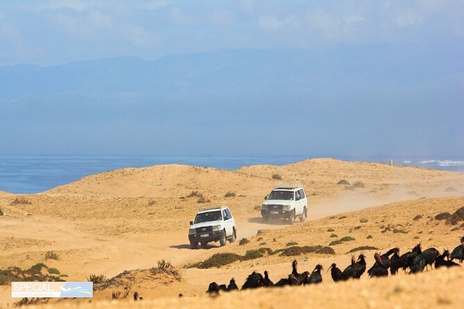 Jeep 4x4 Safari Atlantic Ocean & Desert Dunes with Berber Lunch - Arbaa Rasmouka and the mini Sahara