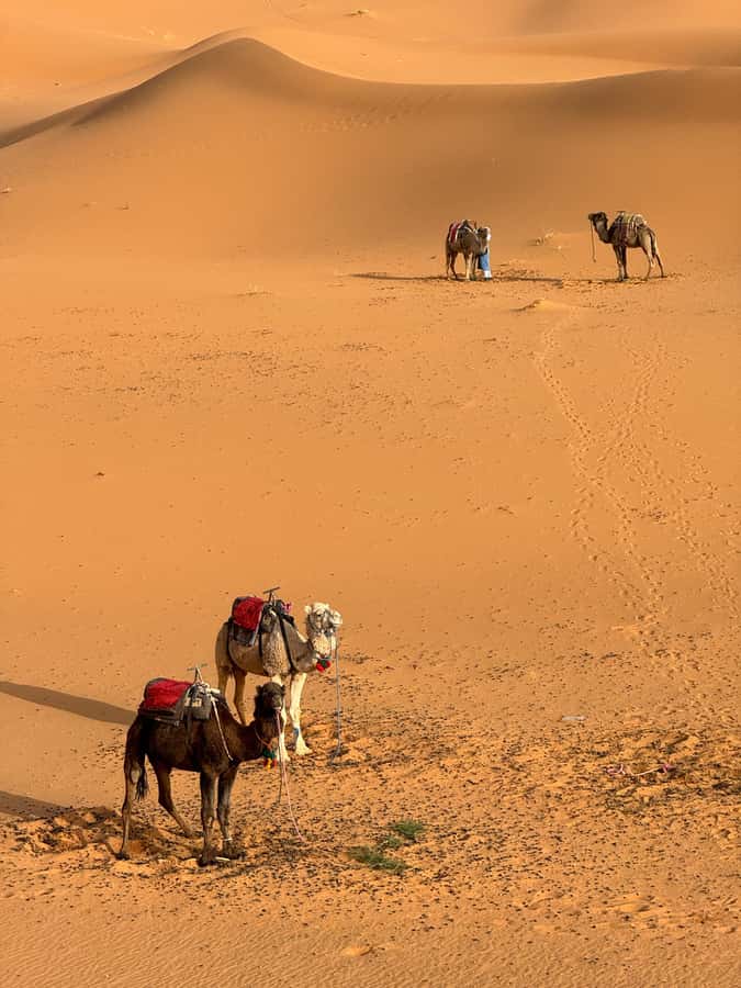 Majestic Desert: 3-Day Luxury Journey from Marrakech to Fes - FAQ