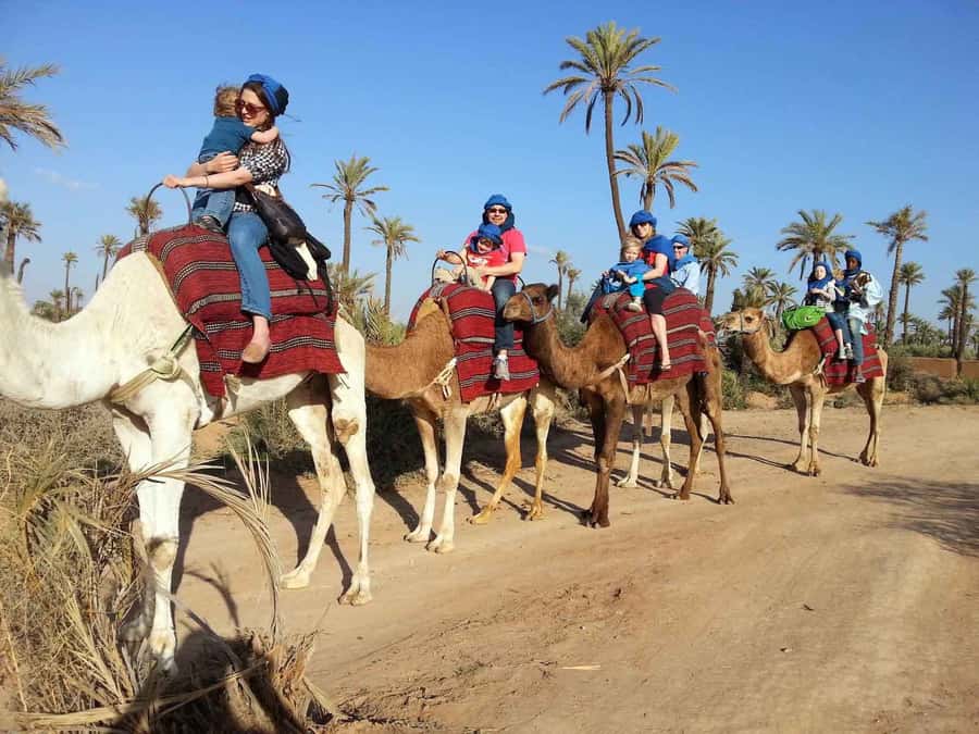 Marrakech : 1-Hour Camel Ride Through the Palm Grove - Key points before you book
