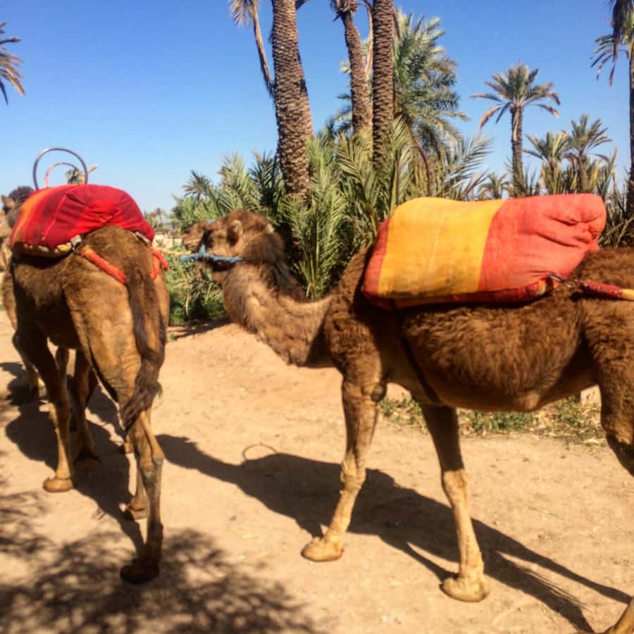 Marrakech : 1-Hour Camel Ride Through the Palm Grove - Who should book this outing?