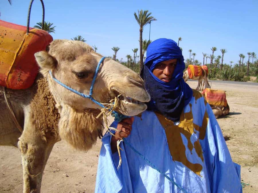 Marrakech : 1-Hour Camel Ride Through the Palm Grove - Is $35 good value?