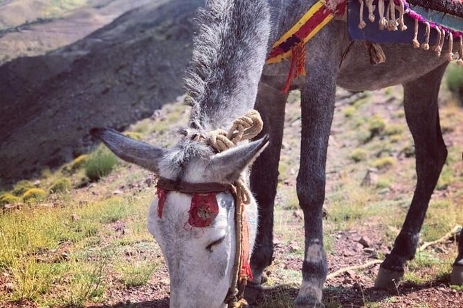 Marrakech: 2-Day Atlas Mountains Trek with Village Stay - Day two: Id Issa, Tizi Oujdid, and the walnut grove
