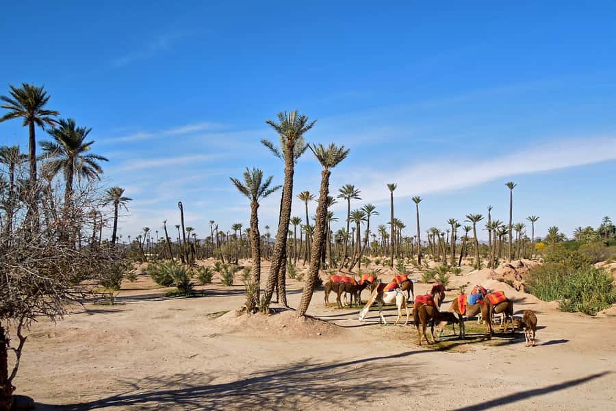 Marrakech: 2-Hour Quad Bike & Camel Ride in Palmeraie - The honest drawbacks