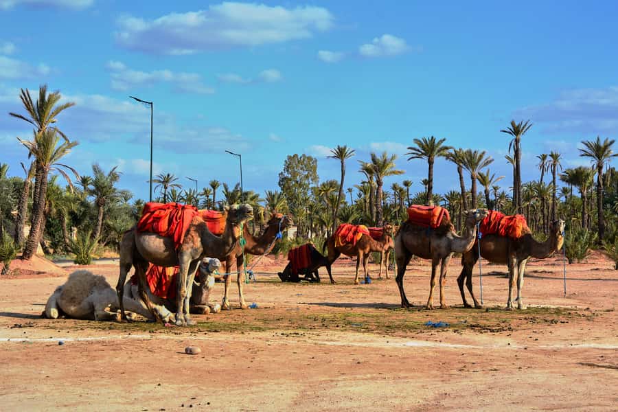 Marrakech: 2-Hour Quad Bike & Camel Ride in Palmeraie - FAQ