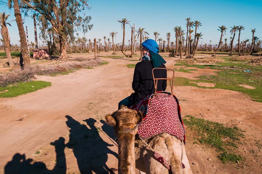 Marrakech: 2-Hour Quad Bike & Camel Ride in Palmeraie - Camel riding among the palms