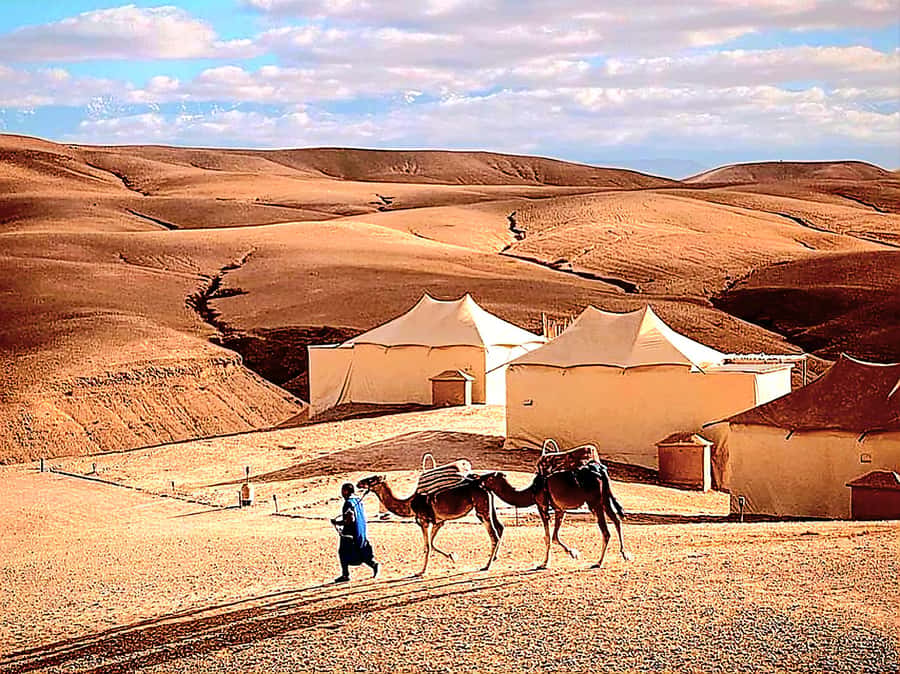 Marrakech Adventure: Agafay Desert Quad, Camel, Lunch - Who will enjoy this Agafay outing most