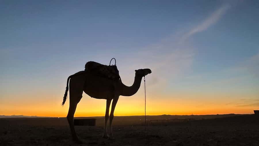 Marrakech: Agafay Desert: Camel ride Quad Bike, Dinner show - Berber music, dancing, and the fire show