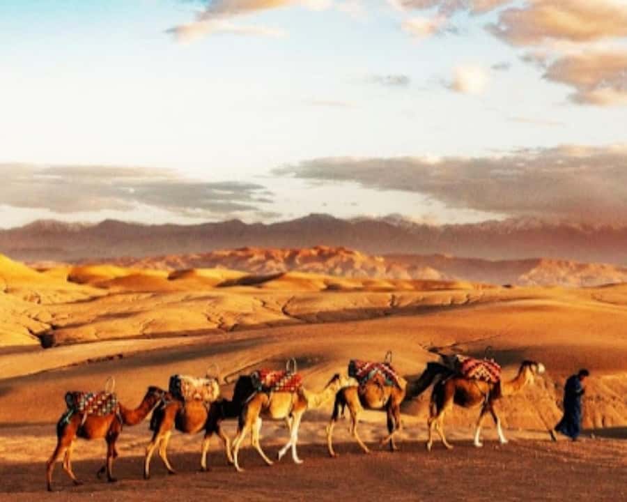 Marrakech: Agafay Desert Camel Rides, Dinner and Fire Show - Is this Agafay evening good value at $33?