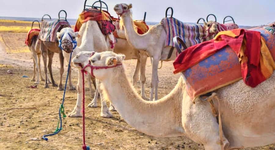 Marrakech: Agafay Desert Dinner, Camel Ride, & Show - Leaving Marrakech for Agafay Desert