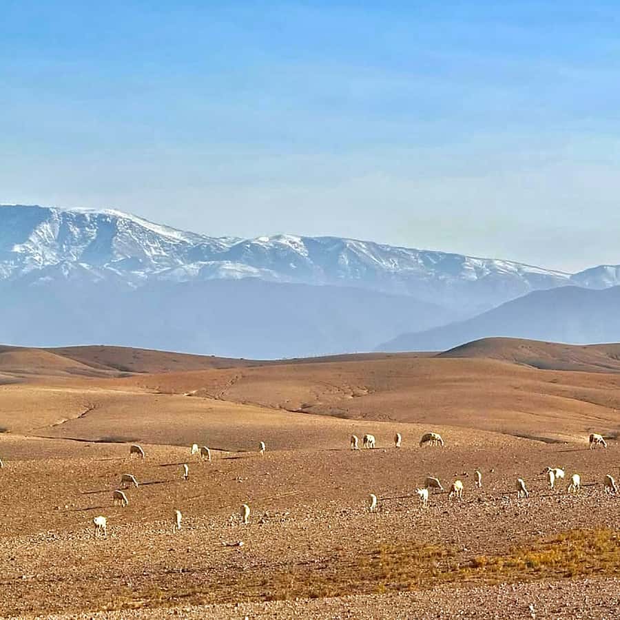 Marrakech: Agafay Desert Dinner, Camel Ride, & Show - Who should book this evening?