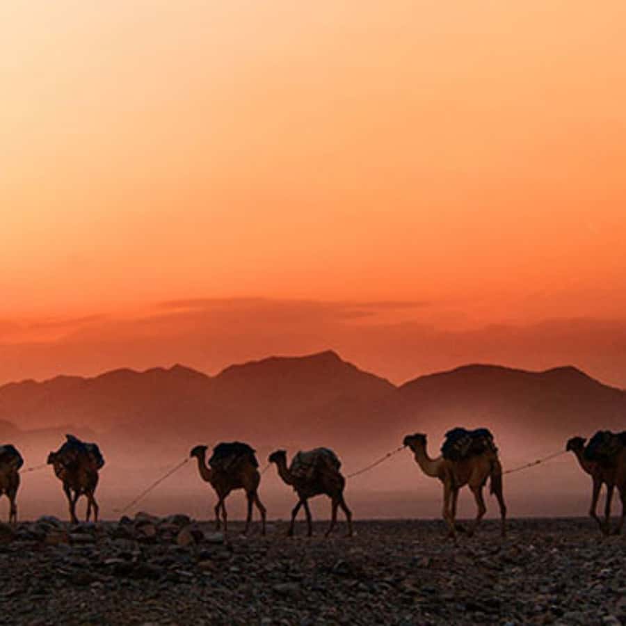 Marrakech: Agafay Desert Dinner with Music and Fire Show - Booking advice before you commit