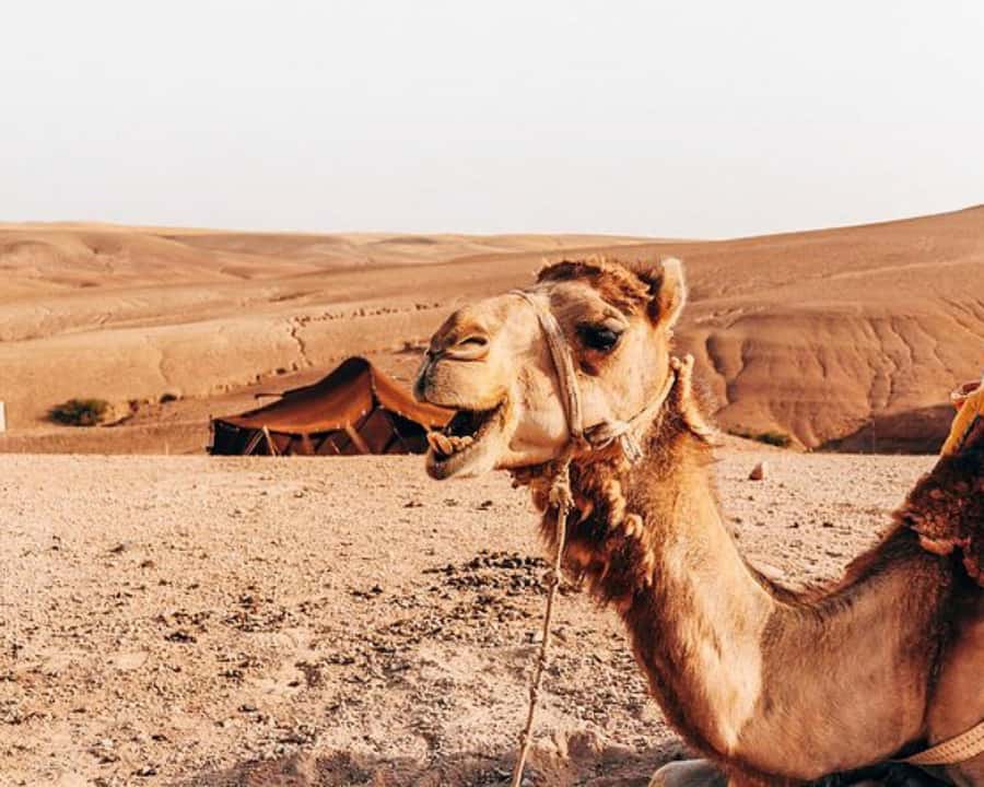 Marrakech: Agafay Desert, Lunch, Camel Ride, & Swimming Pool - The argan oil cooperative visit