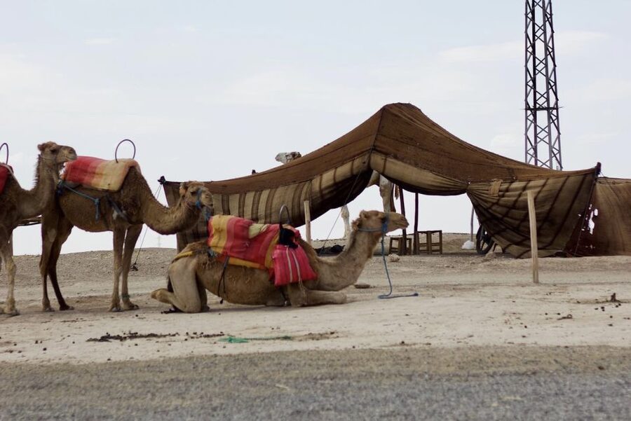 Marrakech: Agafay Desert Quad, Camel or Pool Day with Lunch - Who should book this Agafay outing