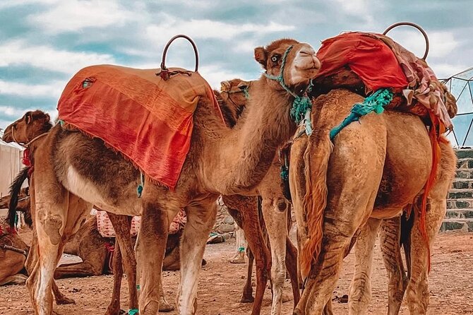 Marrakech: Agafay Desert Sunset, Camel Ride, and Dinner Show - A camel ride that is fun, but brief